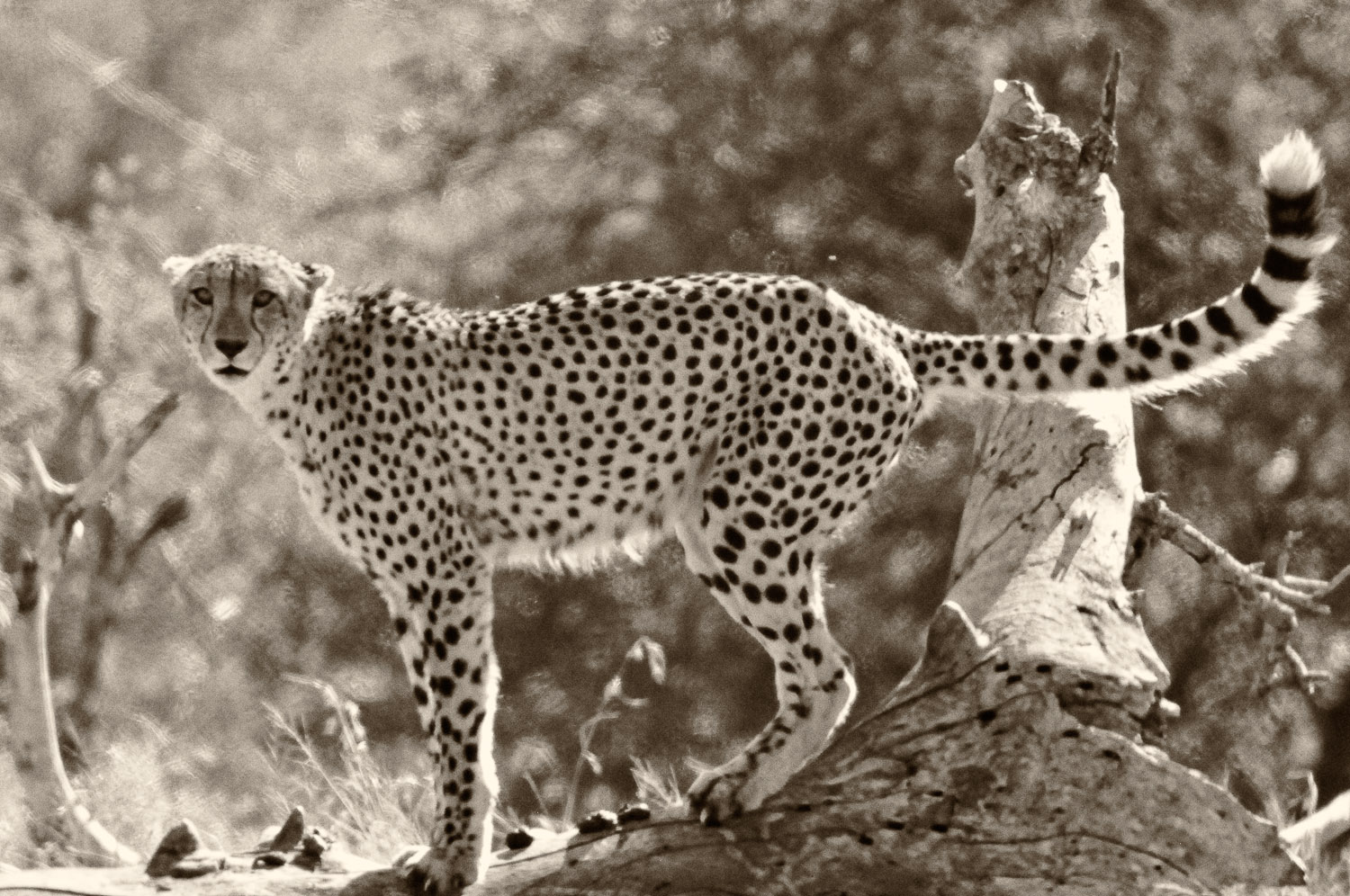 Croc Bridge Cheetah on the S28