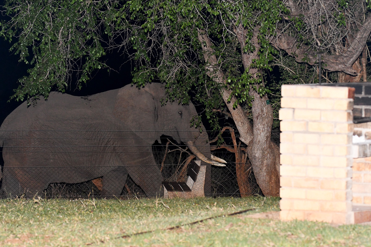 Croc bridge elephant at night