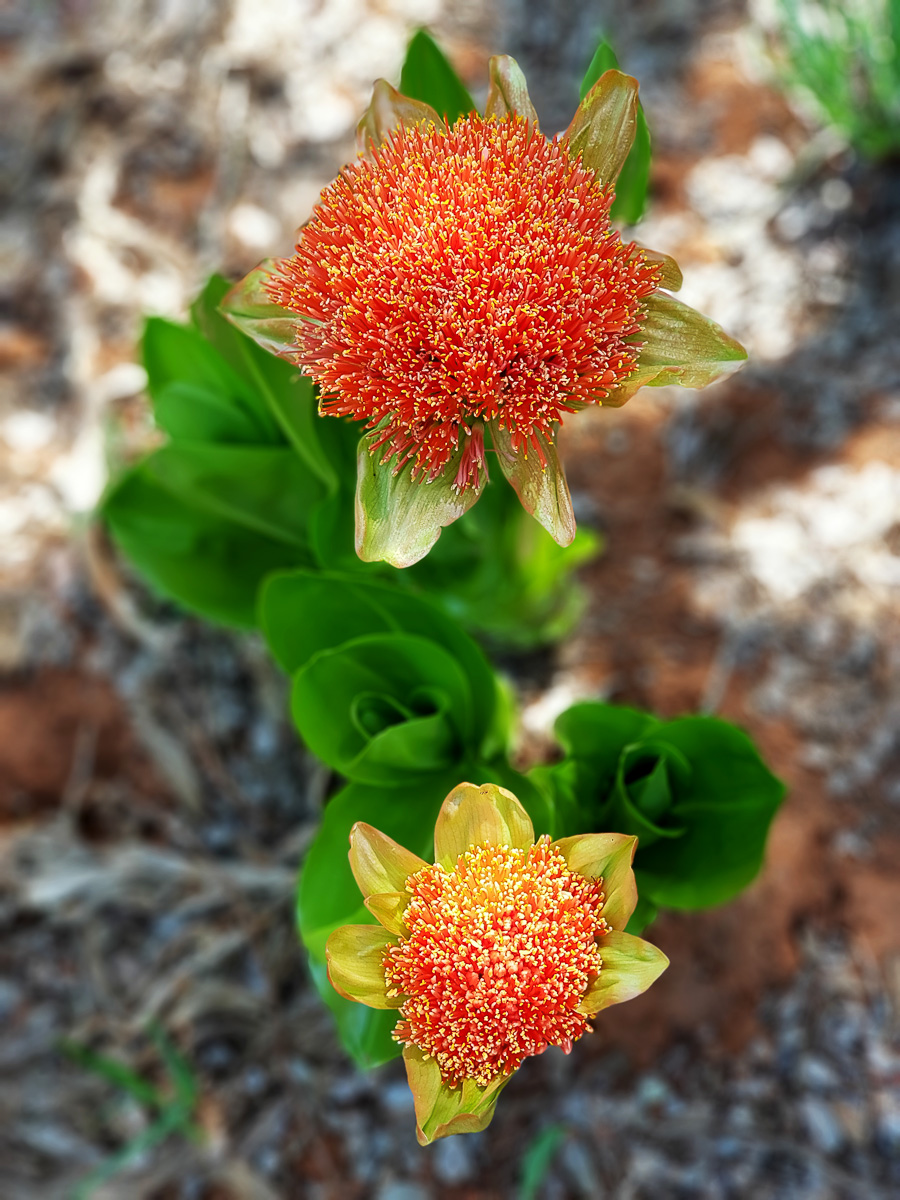 Crocodile Bridge gardens