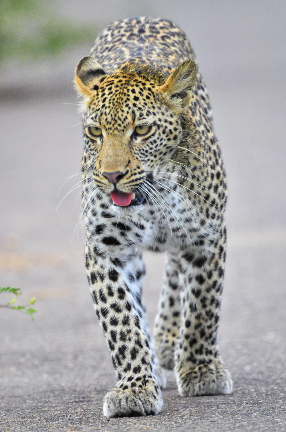Croc bridge leopard walking in the road