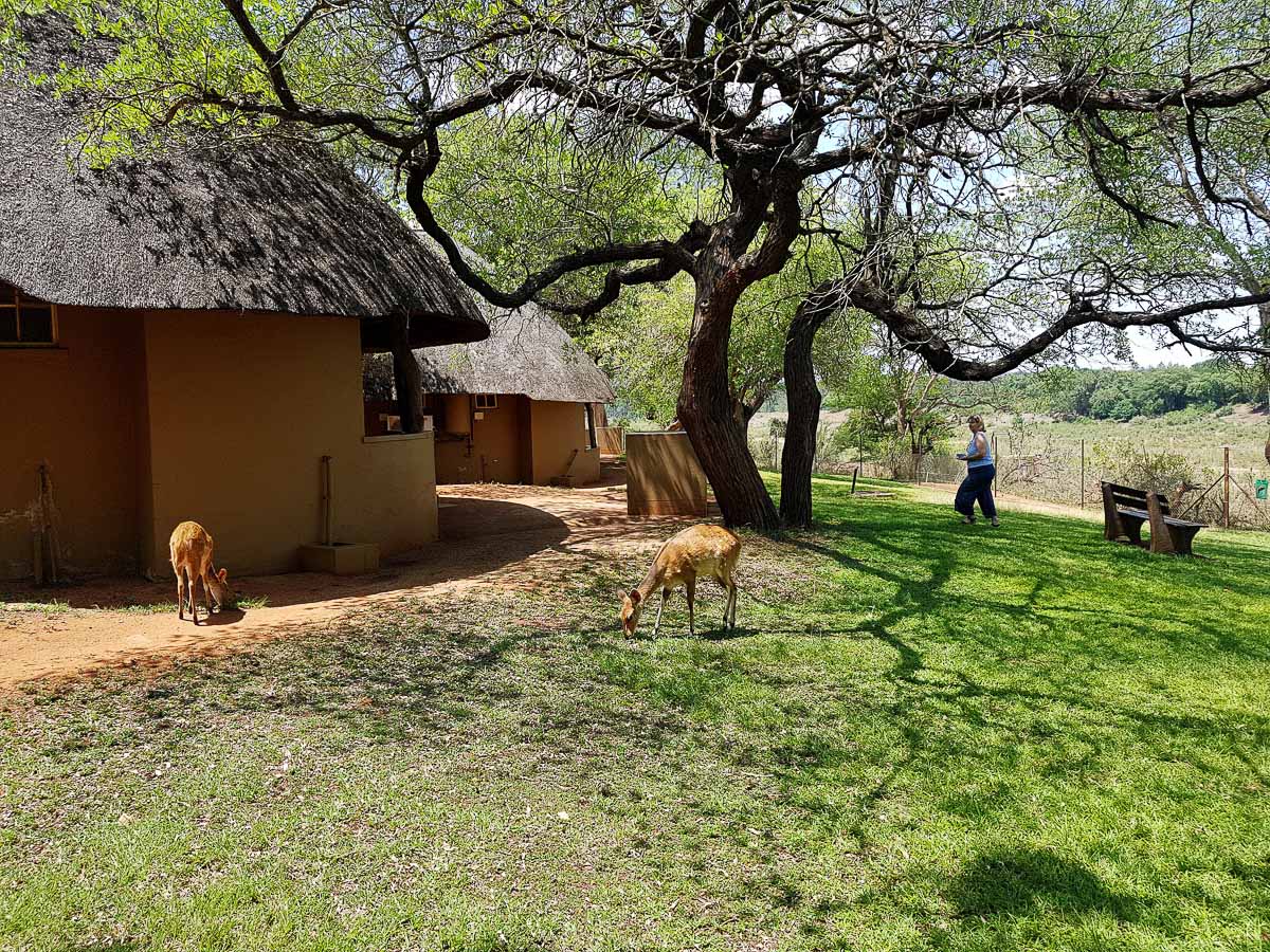 Croc bridge river view bungalows