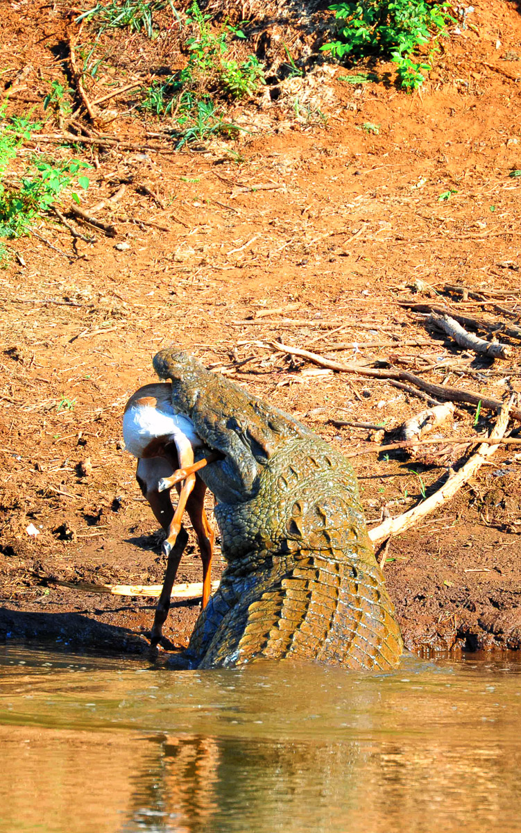 Crocodile with impala kill in Luvuvhu River at Pafuri