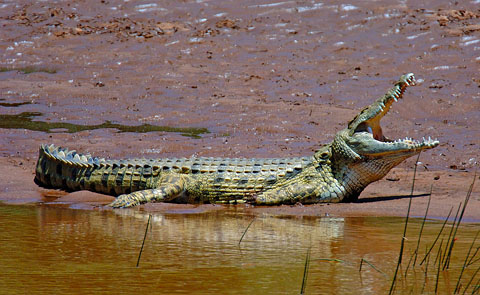 Crocodile on the Luvuvu river