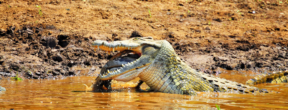 Crocodile eating Impala in Pafuri area in the Kruger National Park