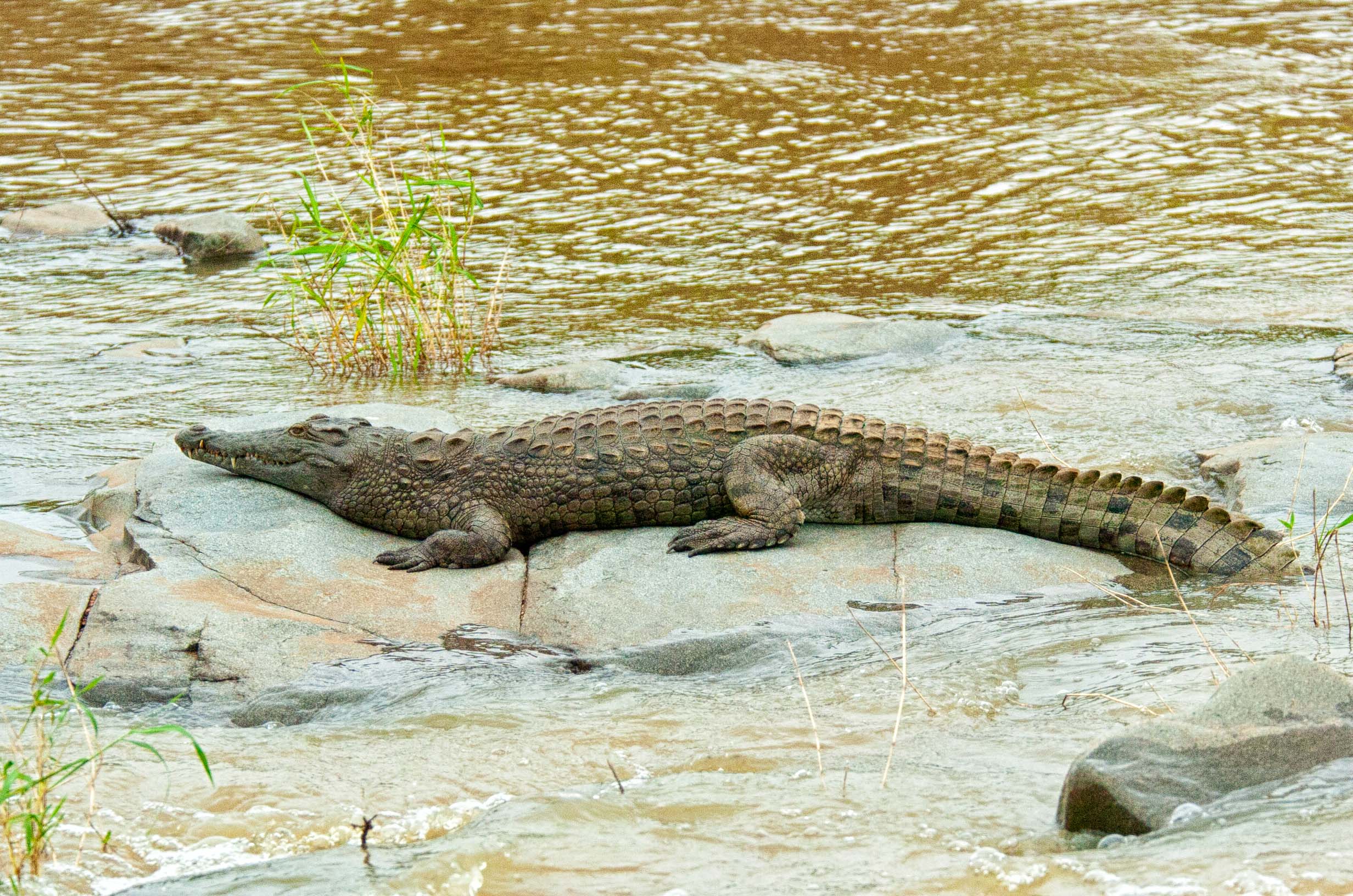 Crocodile before the flash flood