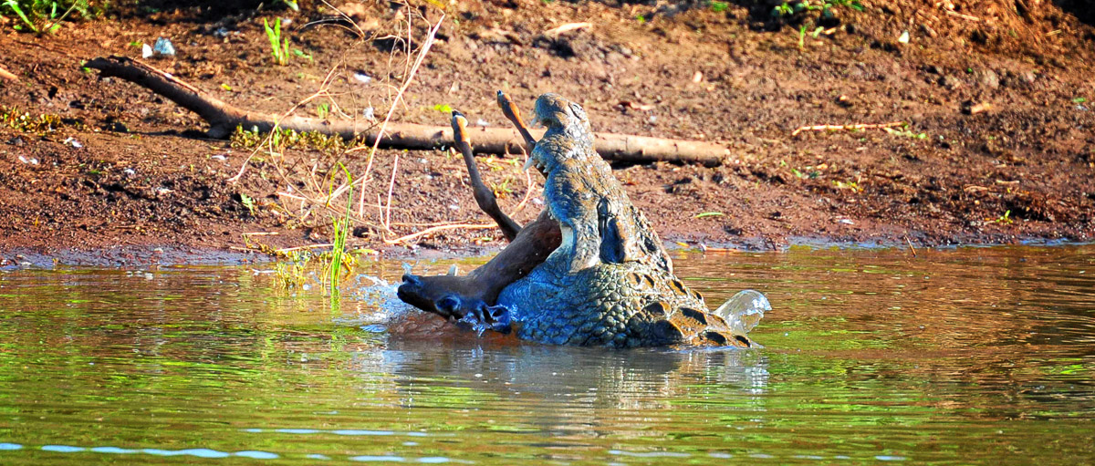 Crocodile killed an impala in the Pafuri area in the Kruger National Park