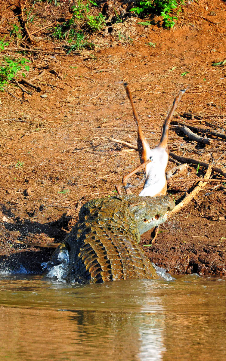 Crocodile kill in the Luvuvhu river in the Kruger National Park