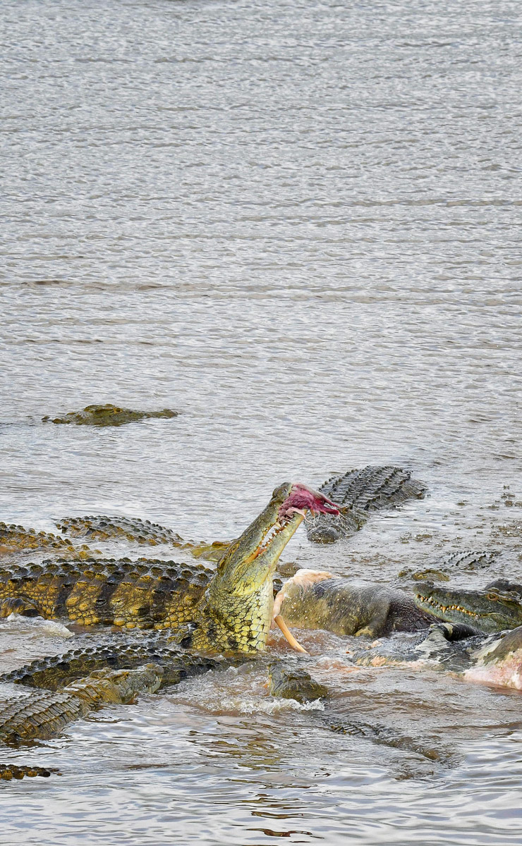 Crocs feeding on hippo in Letaba river