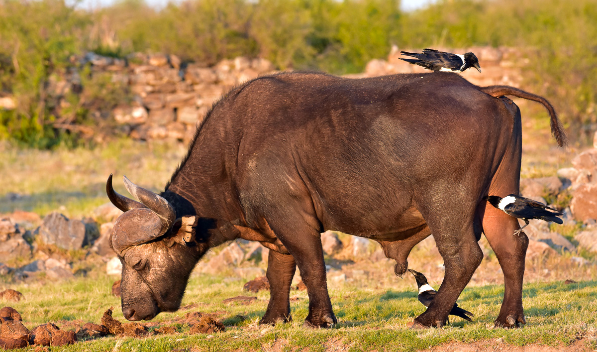 buffalo with crows buffalo with crows