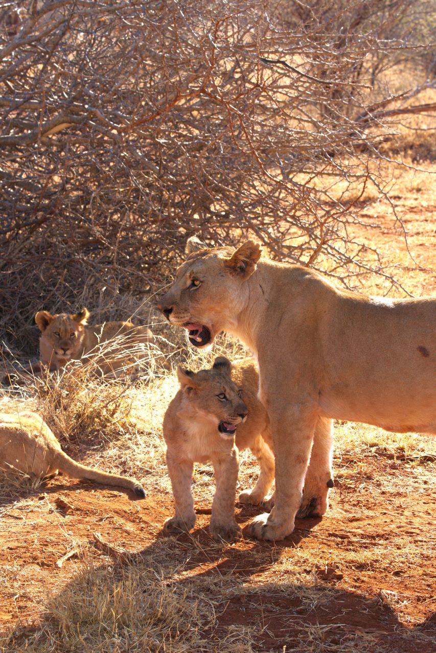 Lioness and cub at Buffalo Ridge Lodge