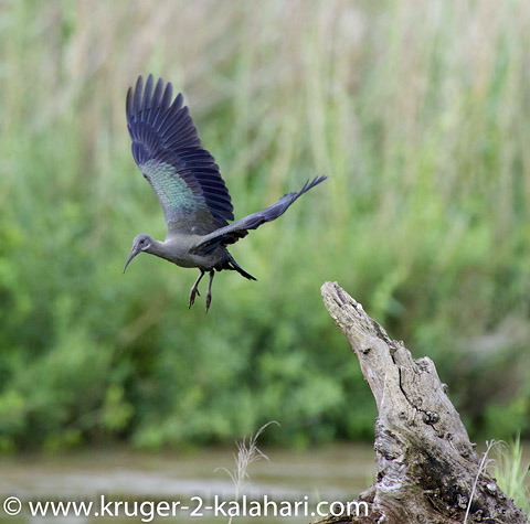 Hadeda Ibis in flight