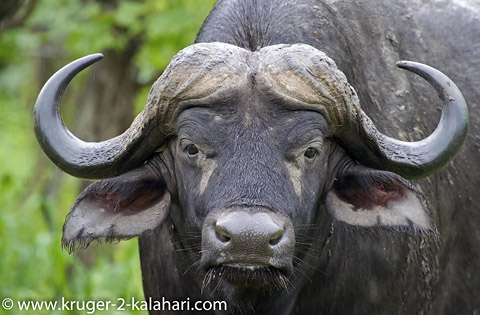 buffalo portrait buffalo portrait