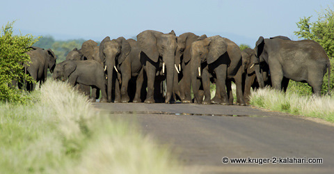 herd of elephants blocking road herd of elephants blocking road