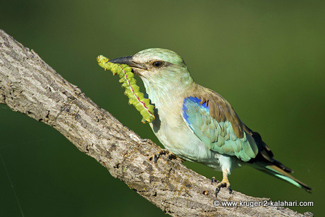 European roller with worm European roller with worm