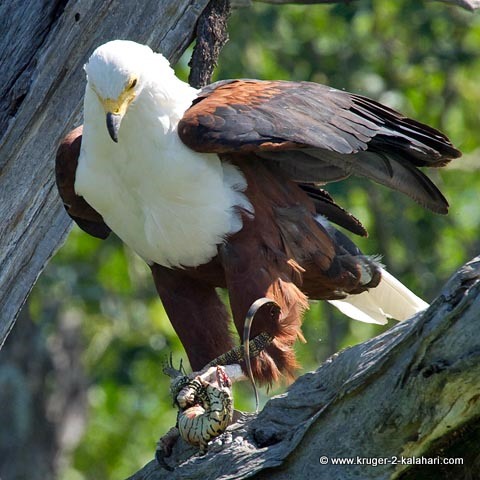 fish eagle with water monitor