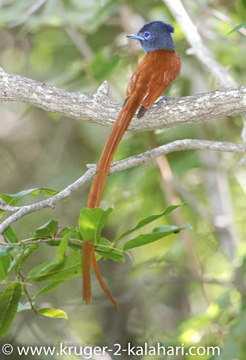 Paradise Flycatcher Paradise Flycatcher