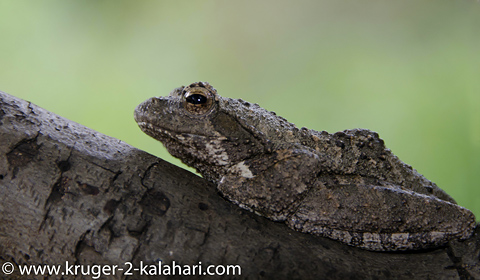 tree frog tree frog