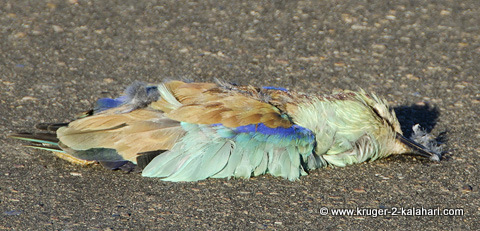 European roller roadkill European roller roadkill