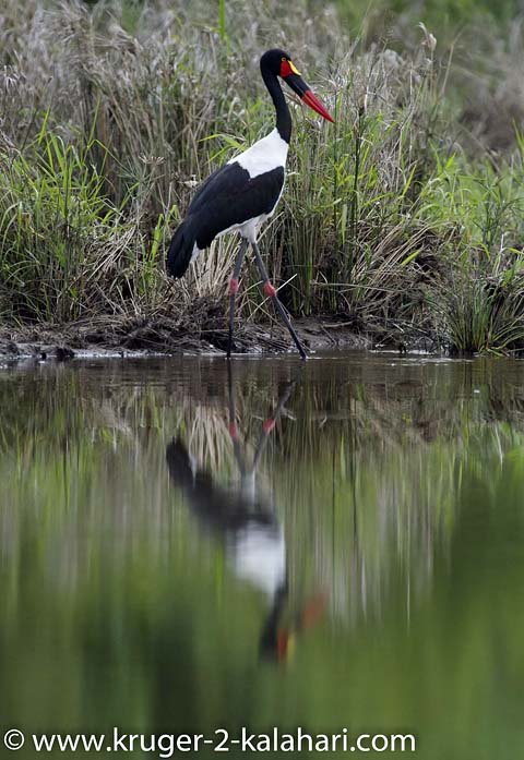 saddlebilled stork saddlebilled stork