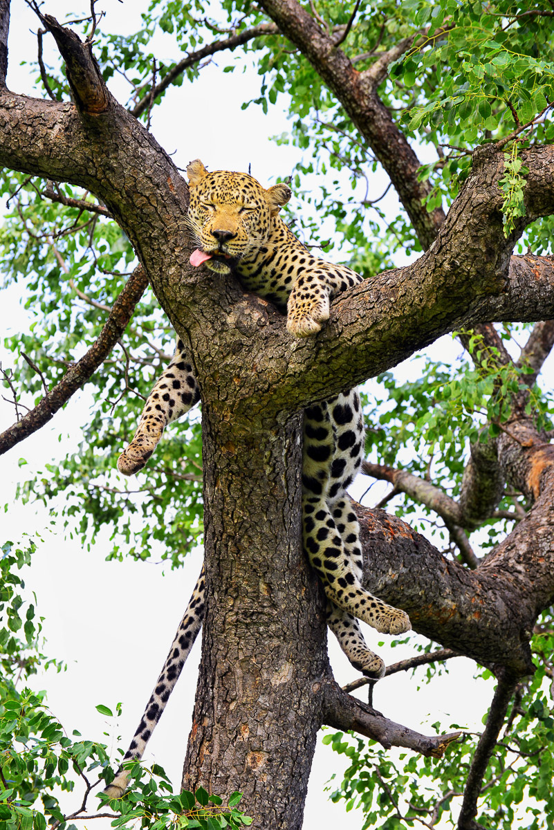 It's tiring work catching an impala and dragging it up into the tree!