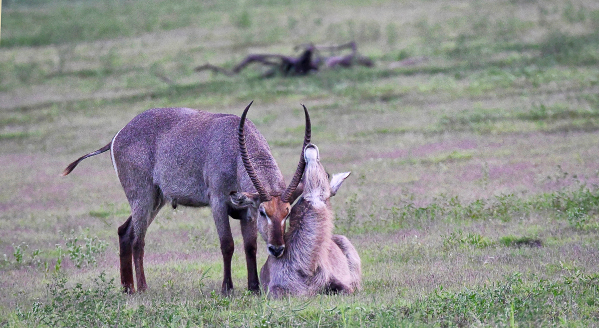 Male and female water-buck having a cuddle