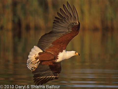 fisheagle Okavanga Botswana fisheagle Okavanga Botswana