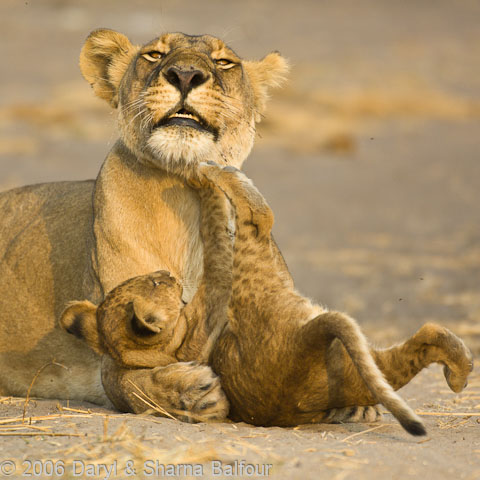 Daryl Balfour One Of Africa S Leading Wildlife Photographers