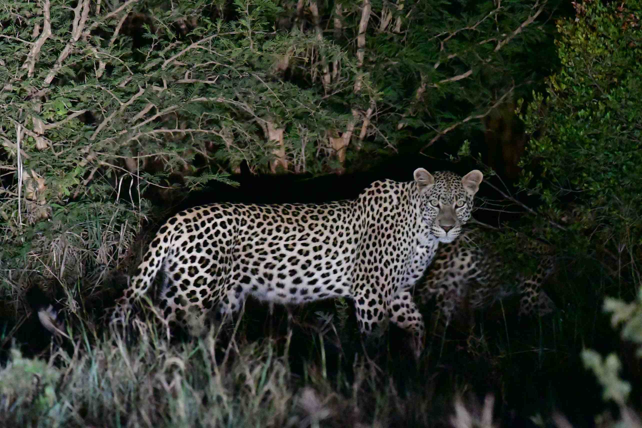 Twane Koppie female leopard