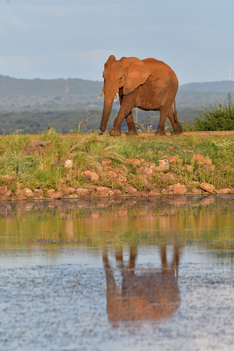 elephant reflection at Tshukudu dam