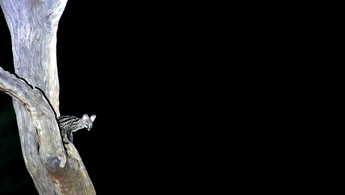 Genet in Madikwe River Lodge