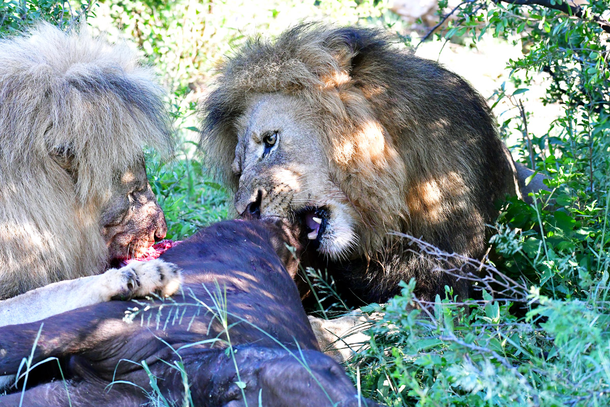 Blondie and darkmane on the buffalo kill