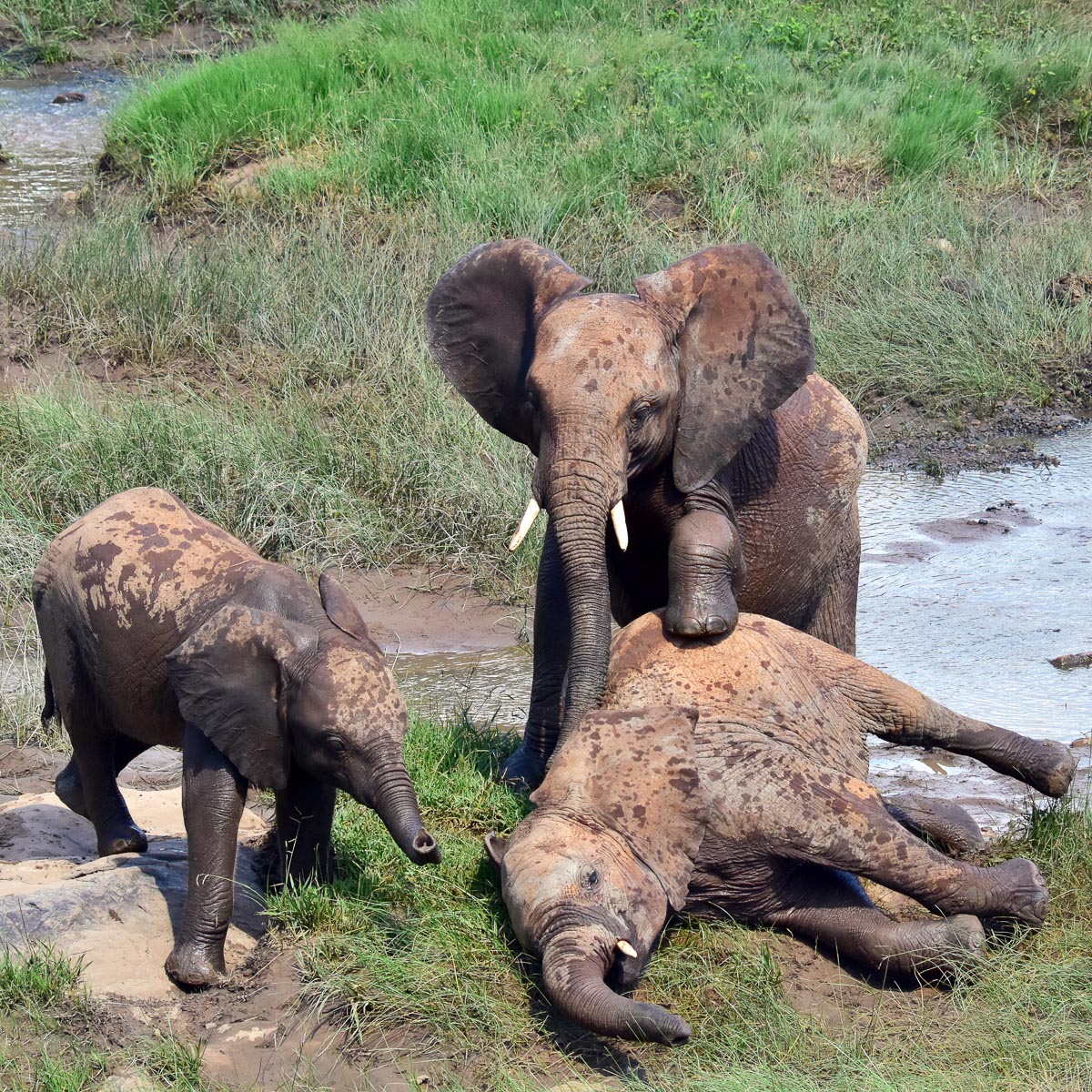 elephants outside our chalet at Madikwe River Lodge