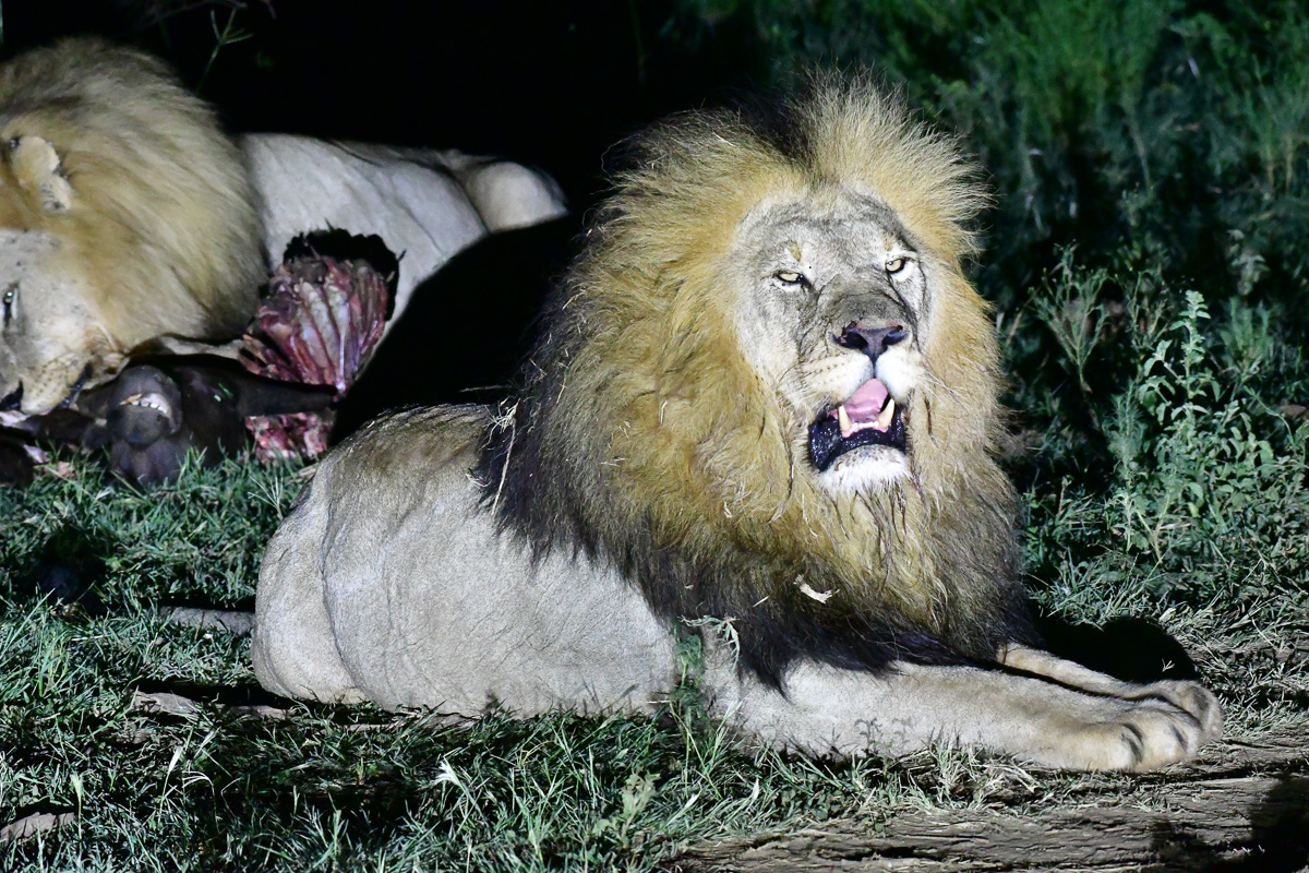 blondie Meyiwa resting while darkmane eats behind him