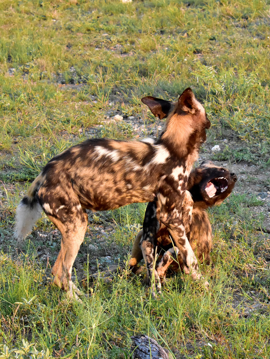 wild dogs playing