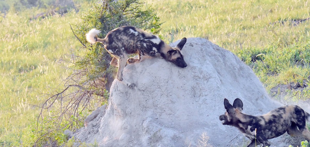 wild dogs on termite mound