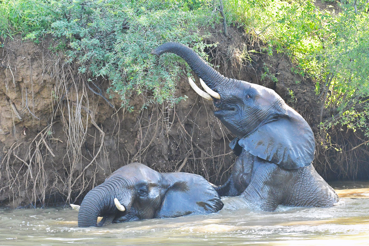 elephants playing in Marico River