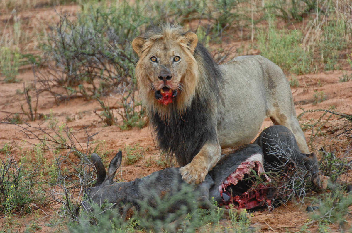 Male lion with his prize near Mata mata camp