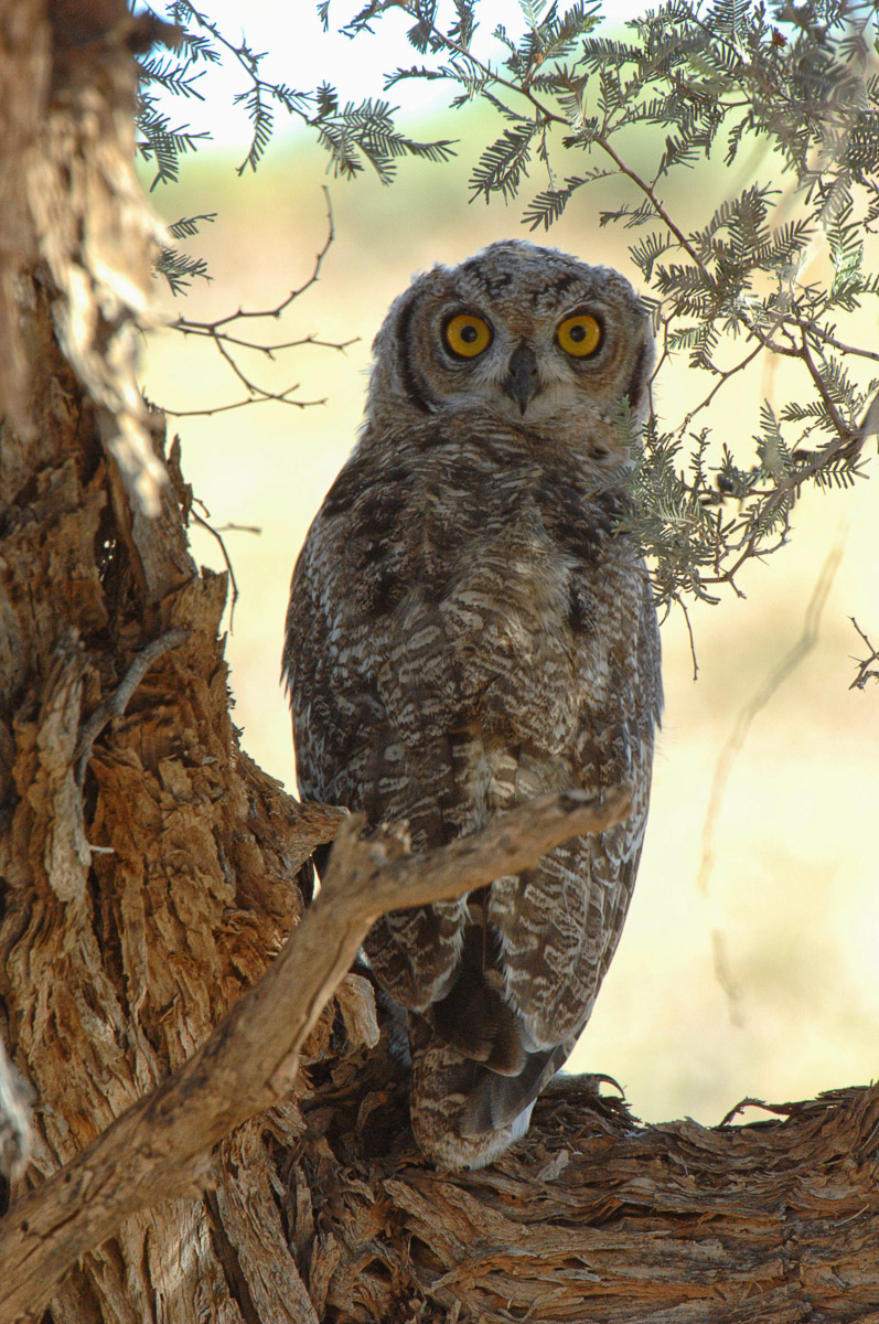 Cape Eagle owl chick on the Mata Mata road