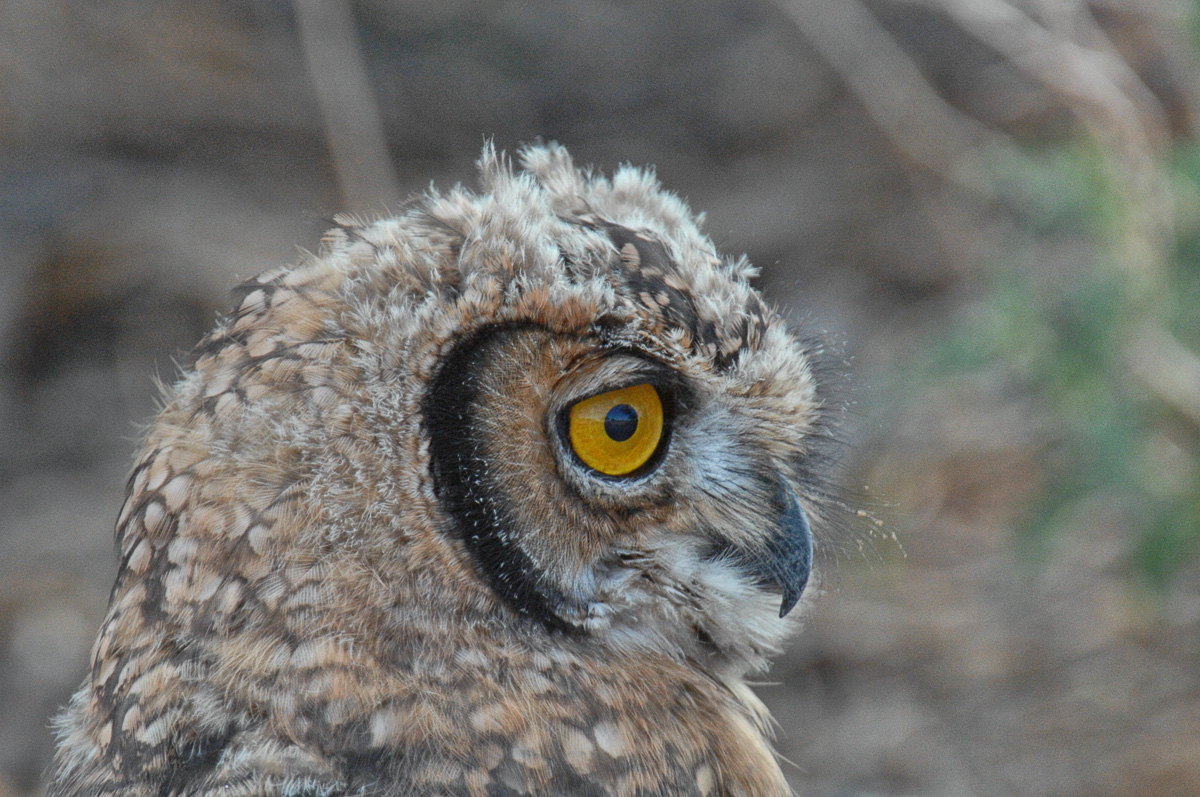 Cape Eagle owl chick photographed  near Mata mata