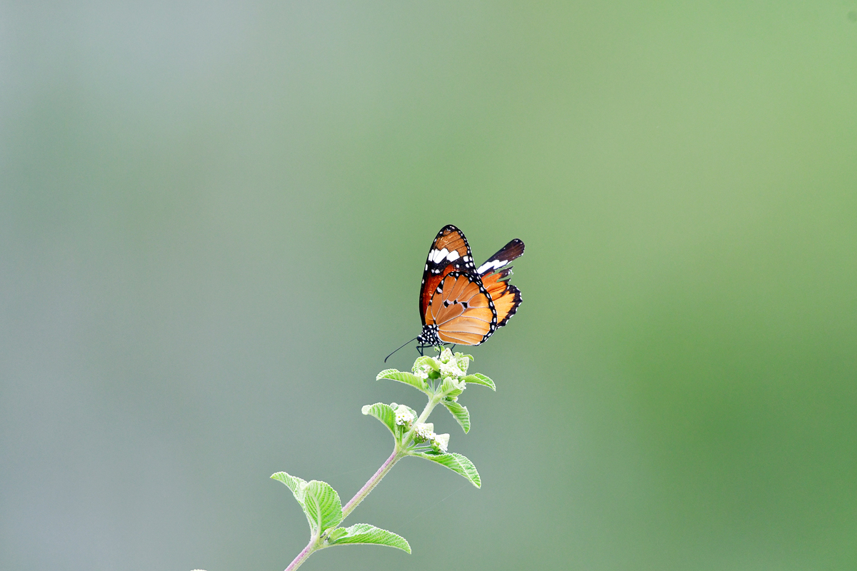 Butterfly at Madikwe River Lodge