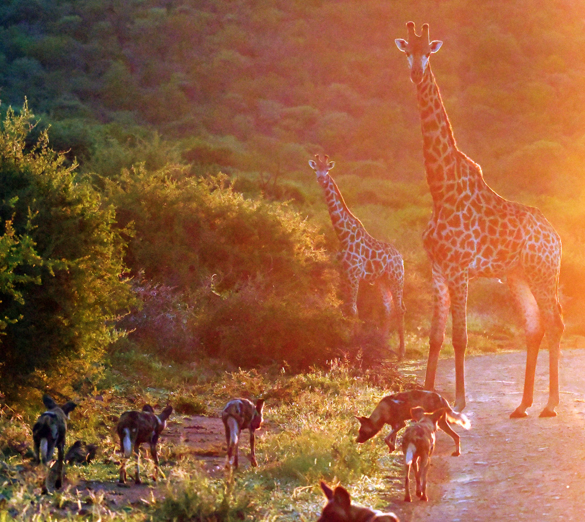 pack of wild dogs meet giraffe in road