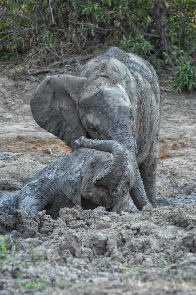Baby Elephants playing in the mud at a waterhole in the Kruger Park