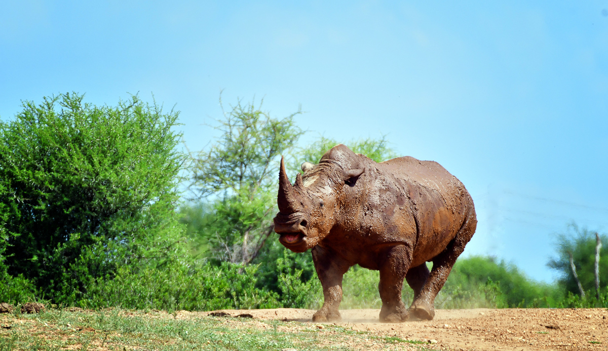 rhino in front of our chalet at Madikwe River Lodge