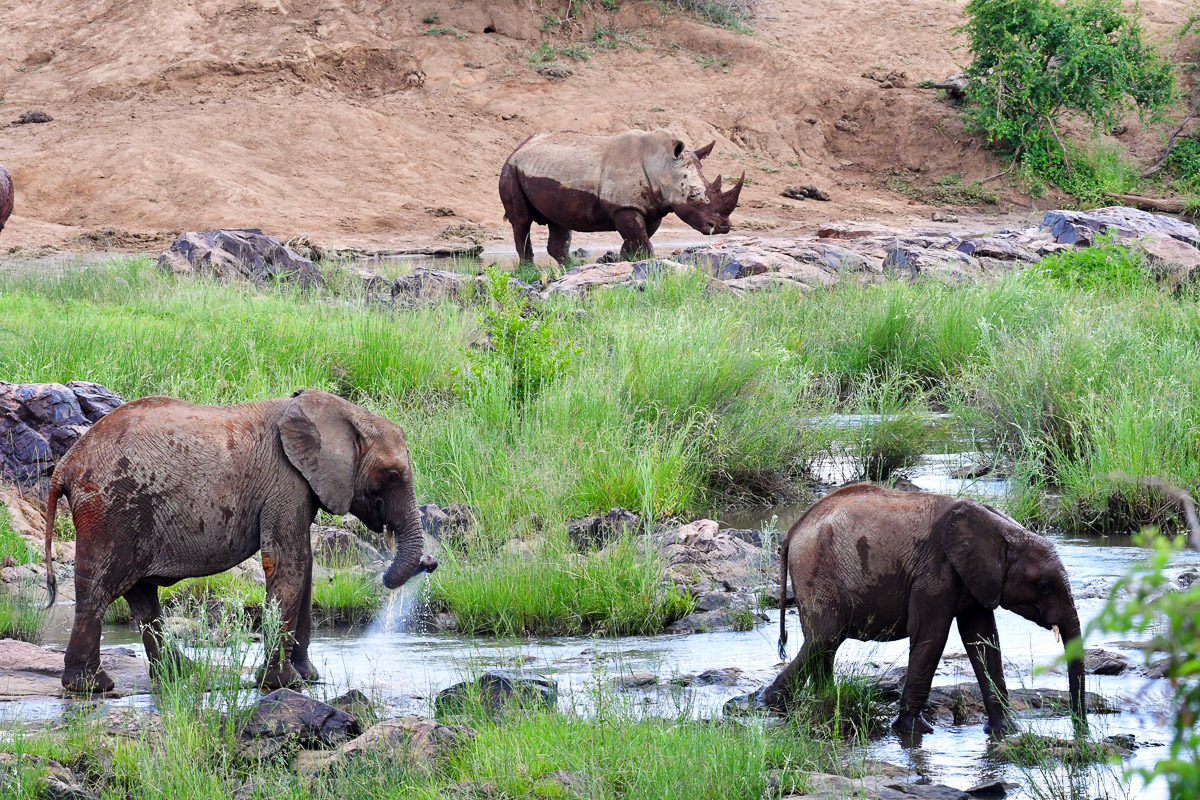 elephants and rhino in front of Madikwe River Lodge