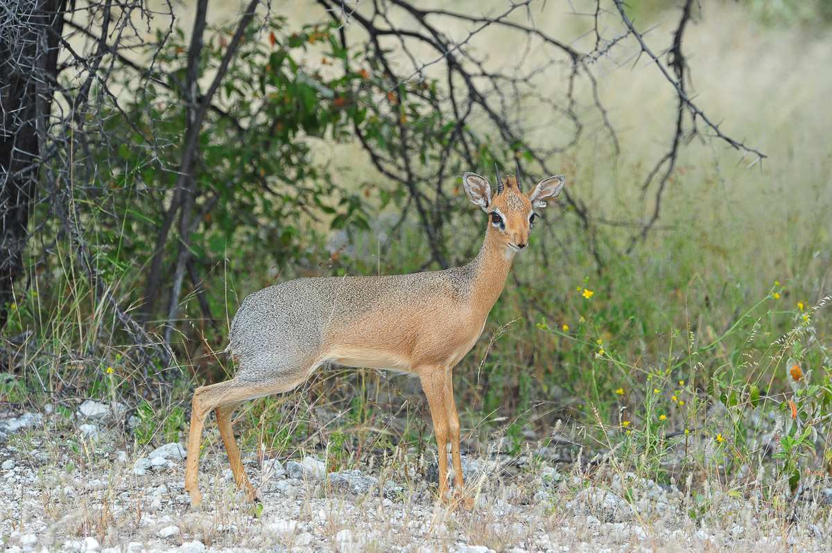 Damara Dik dik on Dik dik drive near Namutoni