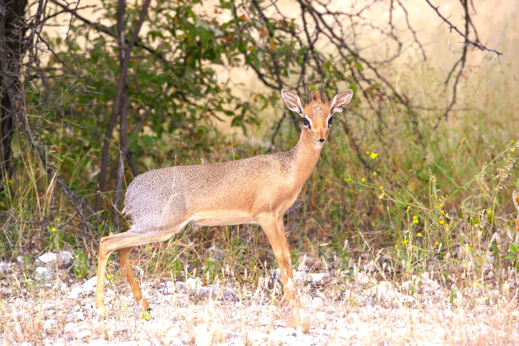 Damara Dik-Dik image taken on our self drive in Etosha National Park