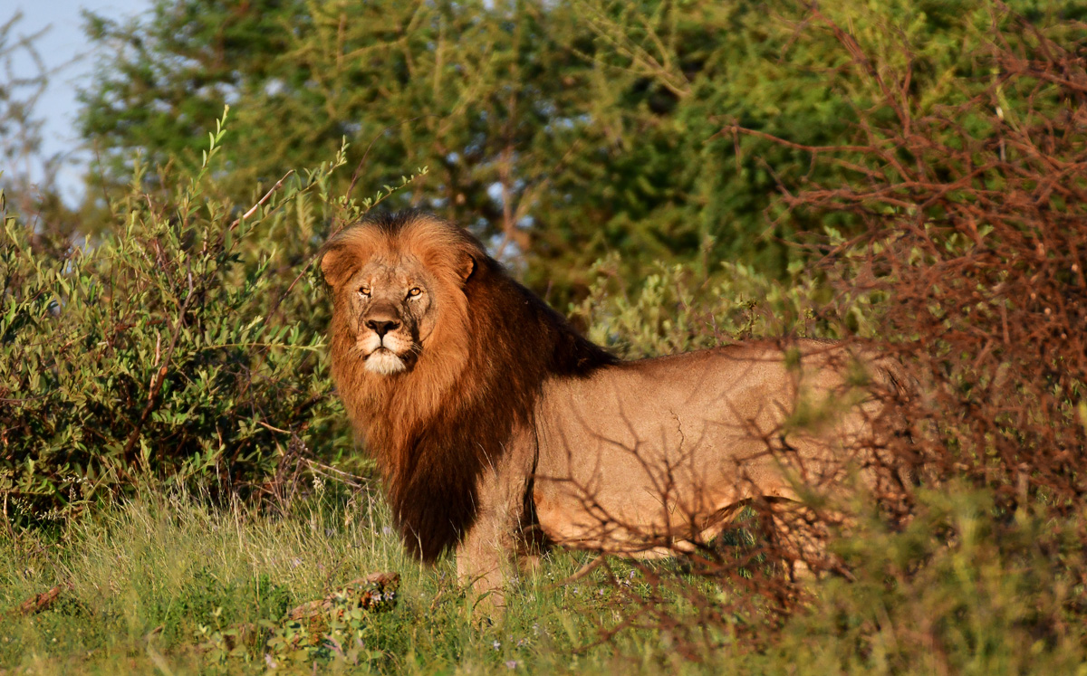 dar-mane Meyiwa lion dar-mane Meyiwa lion
