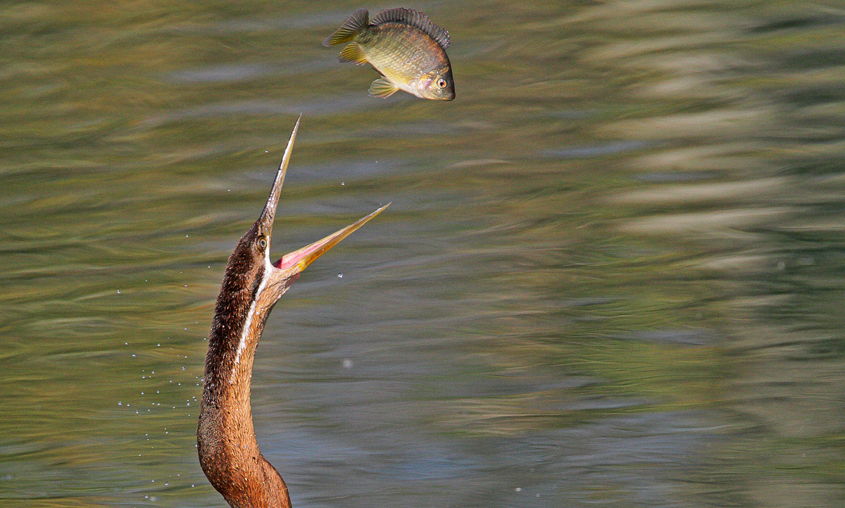 African Darter catching fish at Sweni Hide near Satara in the Kruger National Park
