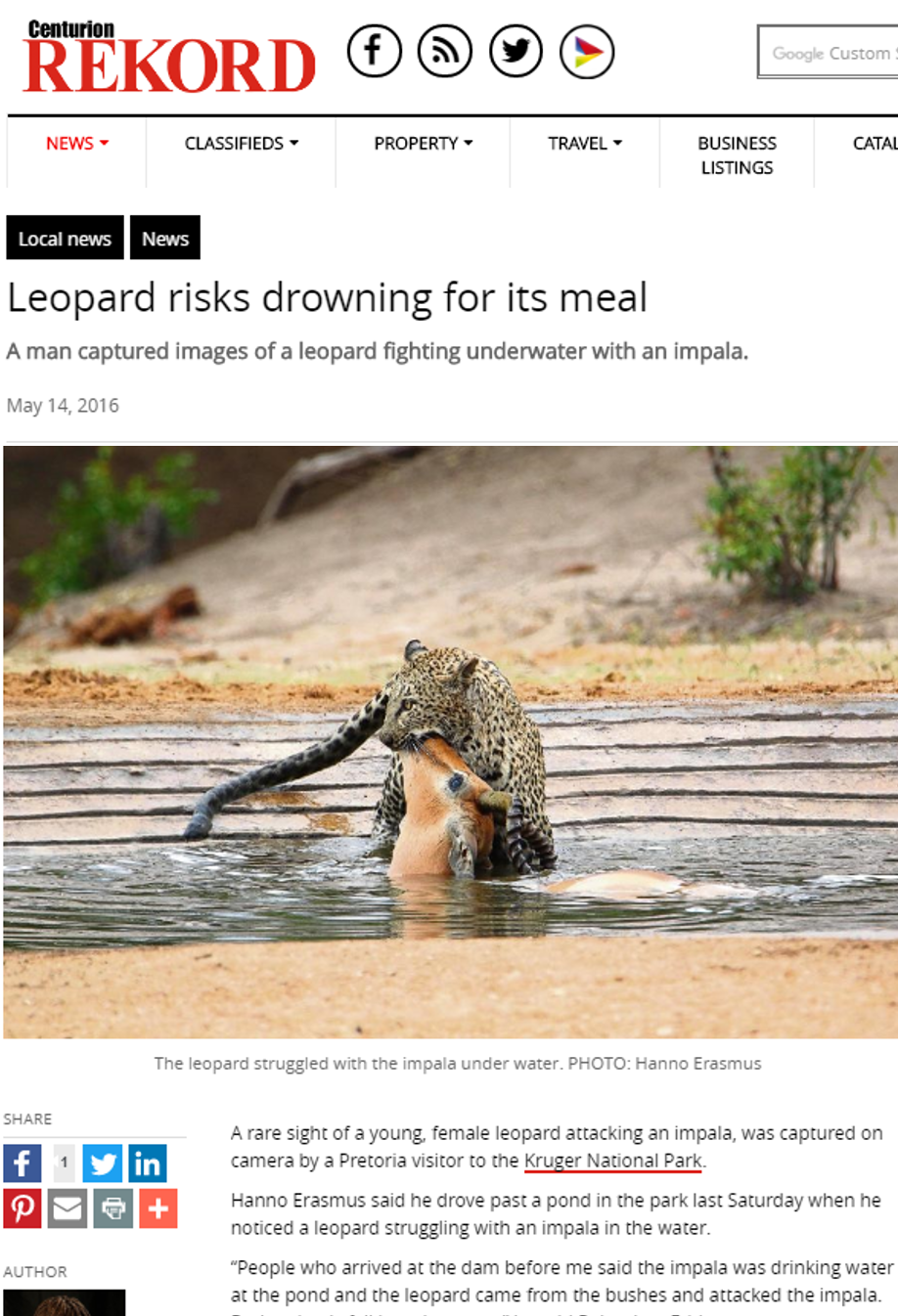 Leopard with impala kill at De Laporte waterhole in the Kruger Park