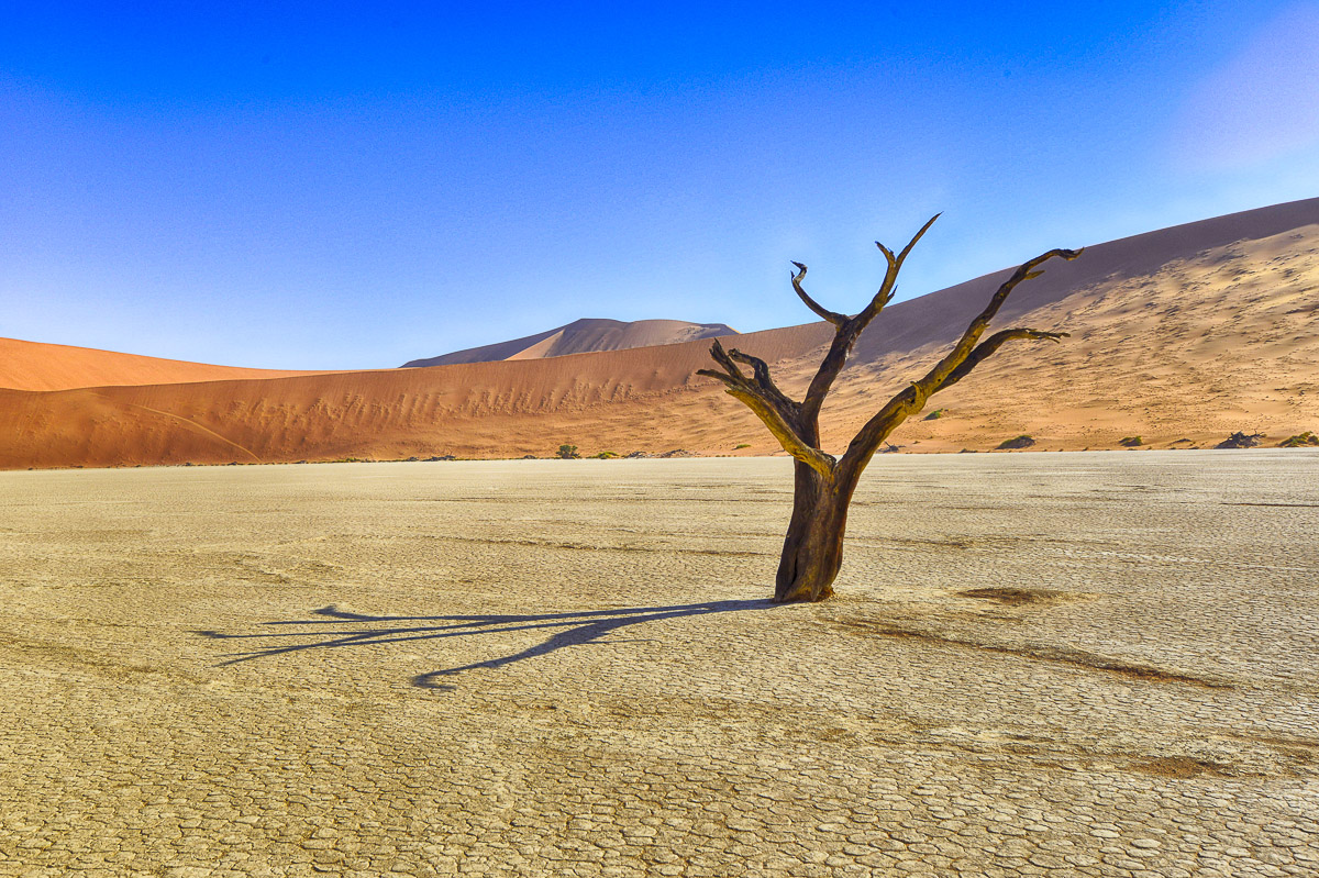 HDR image of a dead tree at Deadvlei in Namibia